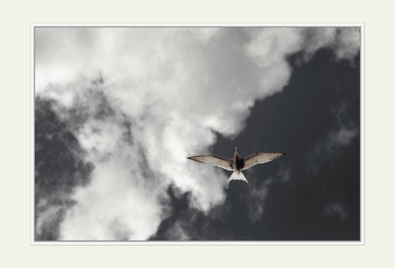 «Я читаю стихи...»