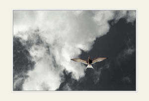 «Я читаю стихи...»