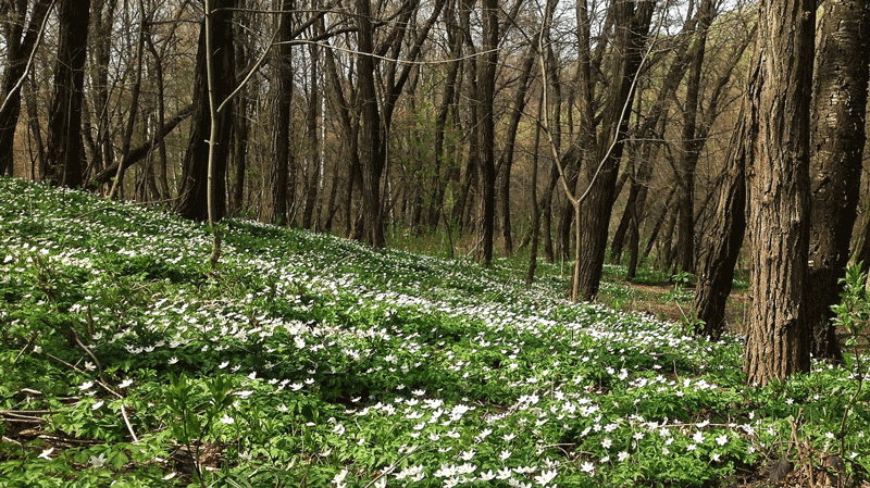 Мой друг, прошёл ты путь земной