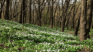 «Мой друг, прошёл ты путь земной.»